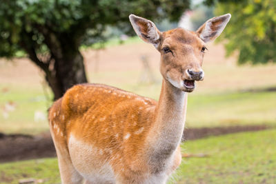 Portrait of deer