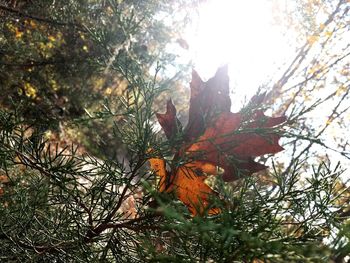 Low angle view of tree during autumn