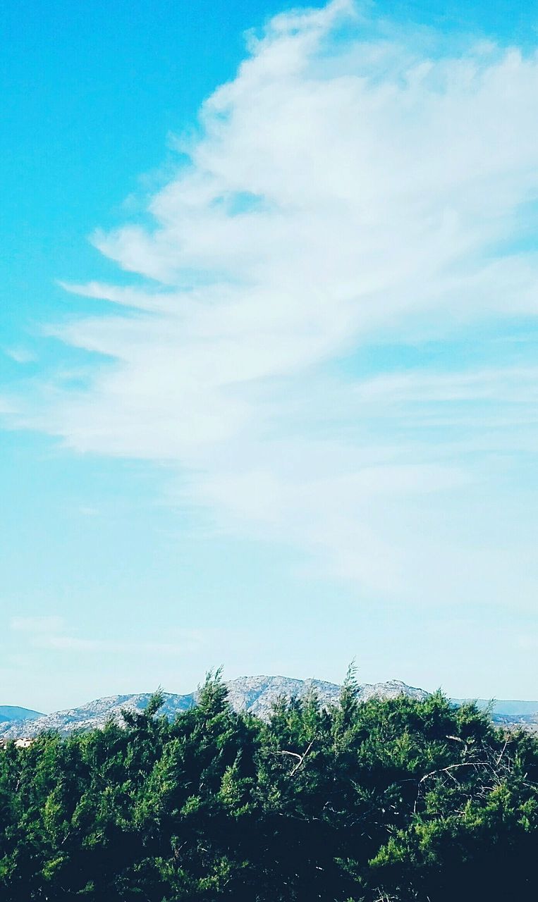 sky, nature, day, tree, beauty in nature, no people, tranquility, outdoors, low angle view, scenics, tranquil scene, cloud - sky, growth, green color, blue, forest, landscape