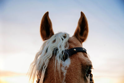 Close-up of horse against sky