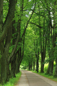 Road amidst trees in forest