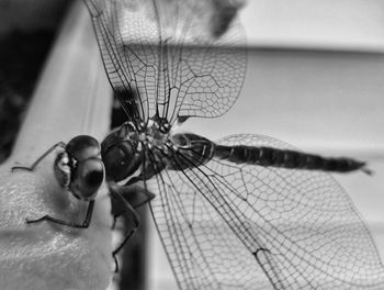 Close-up of dragonfly