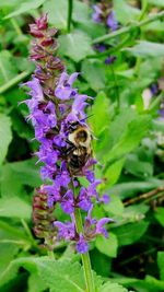 Close-up of bee on purple flowers