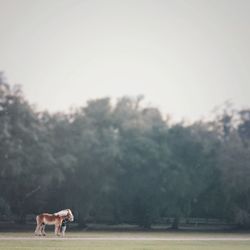 Horses grazing on grassy field
