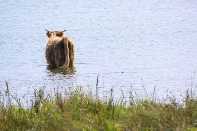 Rear view of horse in lake