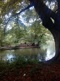 Trees by lake against sky