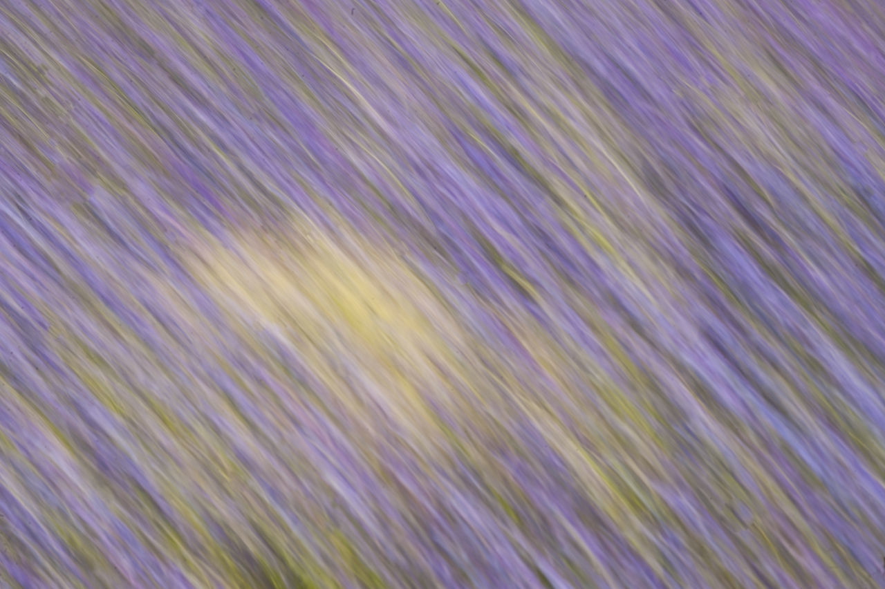 FULL FRAME SHOT OF ABSTRACT IMAGE OF PLANTS