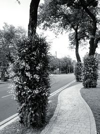 Road amidst trees against sky in city