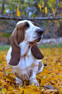 Dog looking away while standing on land