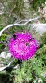 Close-up of insect on pink flower