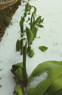 Close-up of plant growing in water