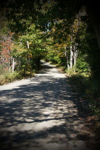 Road amidst trees in forest