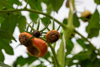 Low angle view of plant