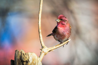 Close-up of bird perching on red outdoors