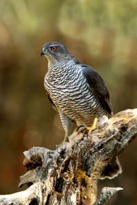 Close-up of a bird