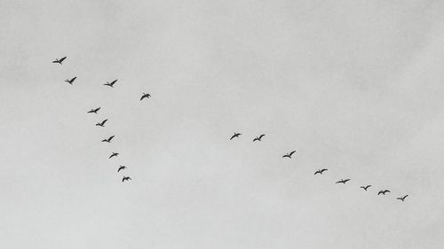 Low angle view of birds flying against sky