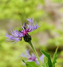 Close-up of insect on purple flower