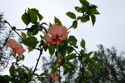 Close-up low angle view of red flowers