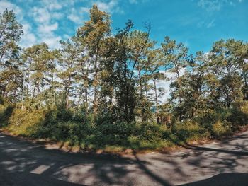 Trees by road in forest against sky