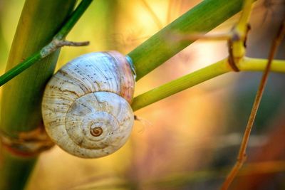 Close-up of snail on plant