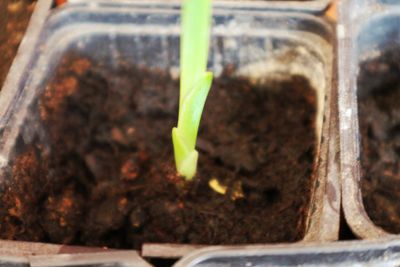 Close-up of plant growing in mud