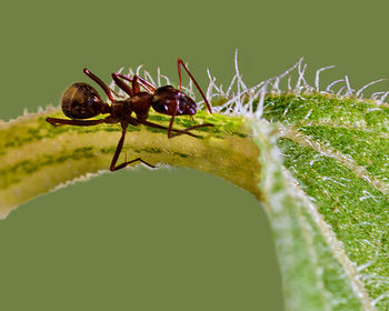 Close-up of insect