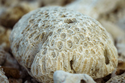 Close-up of seashell