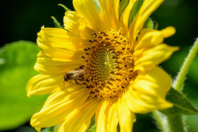 Close-up of bee on yellow flower