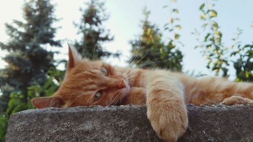 Cat relaxing on fence