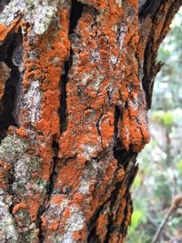Full frame shot of tree trunk