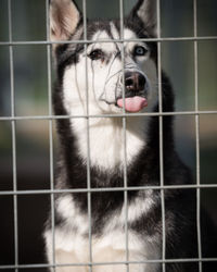 Portrait of dog in cage