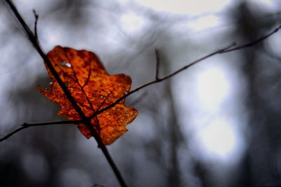 Close-up of maple leaf on branch