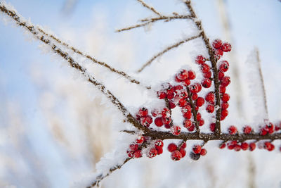 Close-up of frozen tree against sky during winter