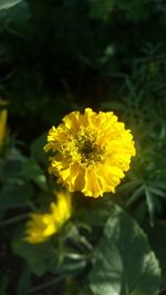 Close-up of yellow flower blooming outdoors