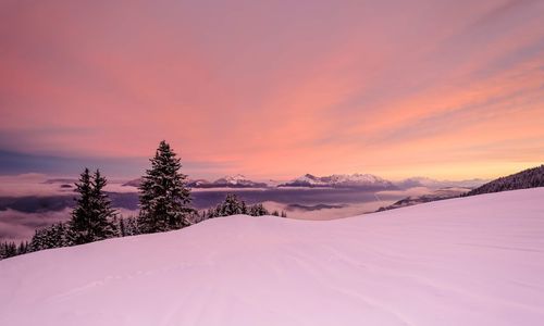 Snow covered trees against sky during sunset