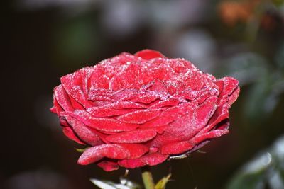 Close-up of wet red rose flower