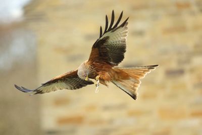 Close-up of eagle flying in mid-air