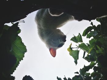 Cat on tree against sky