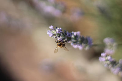 Close-up of bee on purple flower