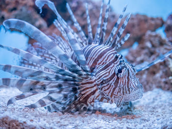 Close-up of coral in sea