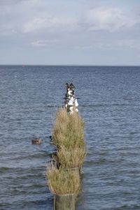 View of horse in sea against sky