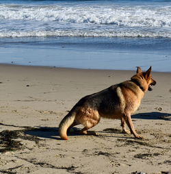 Dog running at beach