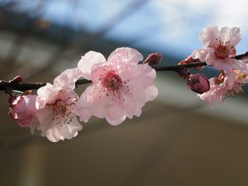 Close-up of pink cherry blossom blooming on twig