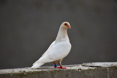 Close-up of seagull perching on wall