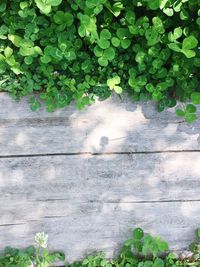 Plant growing on wooden wall