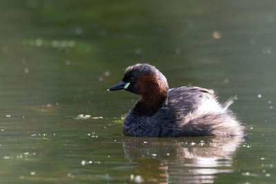 Duck swimming in lake