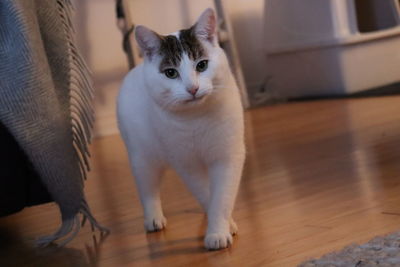 Portrait of cat walking on floor at home