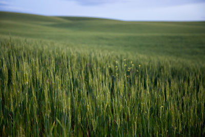 Crops growing on field against sky