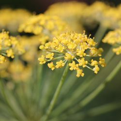 Close-up of yellow flowering plant