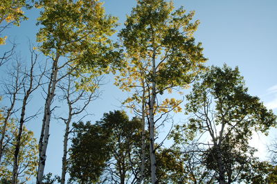 Low angle view of trees against blue sky